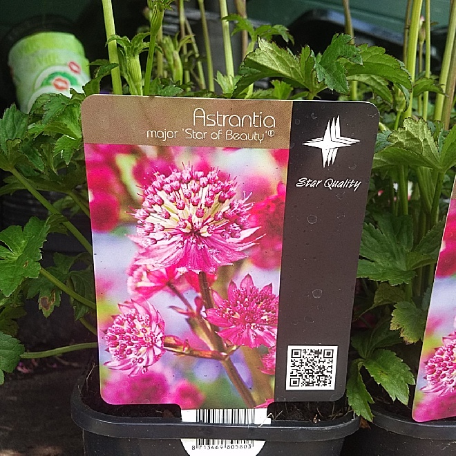 Astrantia major 'Star of Beauty' ® Duizendknoop