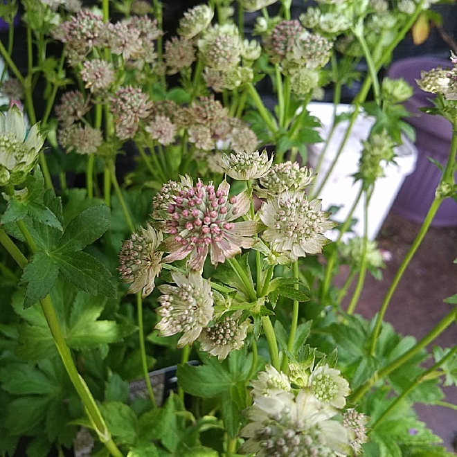 Astrantia major 'Star of Billion' Zeeuws Knoopje