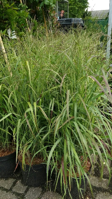Panicum virgatum 'Shenandoah' Gierst, Vingergras
