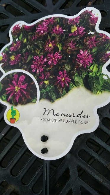 Monarda 'Pocahontas Purple Rose' Bergamotplant