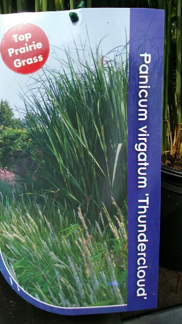 Panicum virgatum 'Thundercloud' Gierst, Vingergras