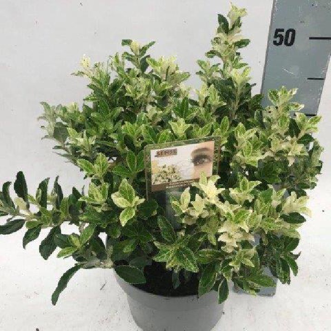 Euonymus japonicus 'Heespierrolino' (syn. Pierrolino) Bontbladige kardinaalshoed