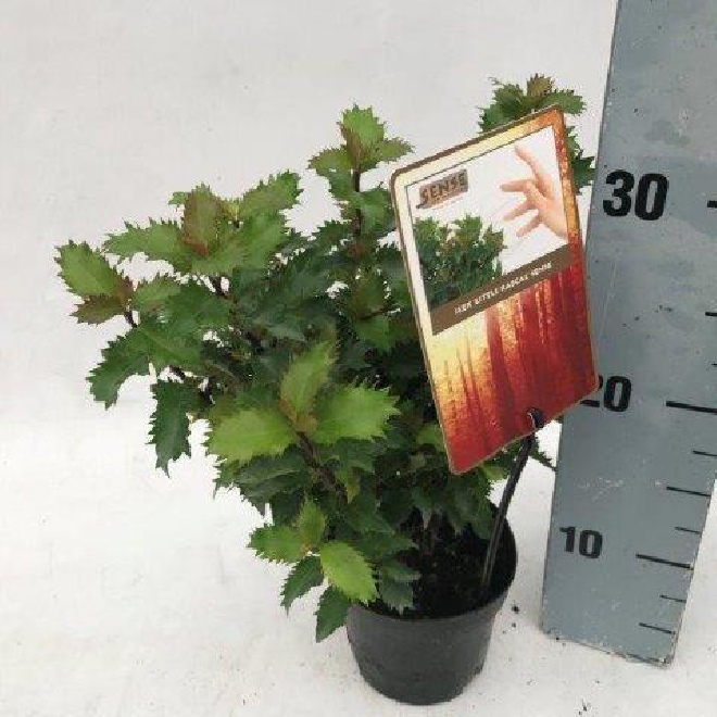 Ilex meserveae 'Mondo' (Magical Little Rascal) Bolvormige DwergHulst