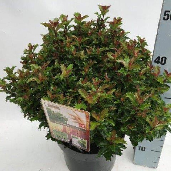 Ilex meserveae 'Mondo' (Magical Little Rascal) Bolvormige DwergHulst