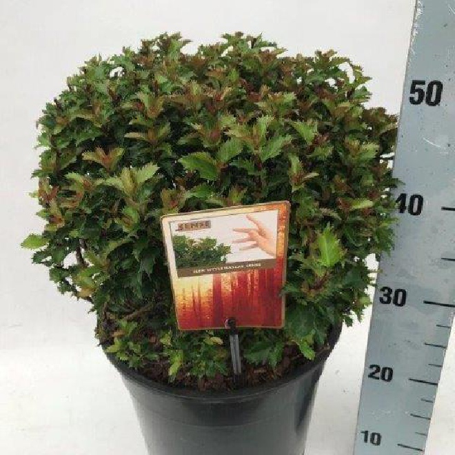 Ilex meserveae 'Mondo' (Magical Little Rascal) Bolvormige DwergHulst