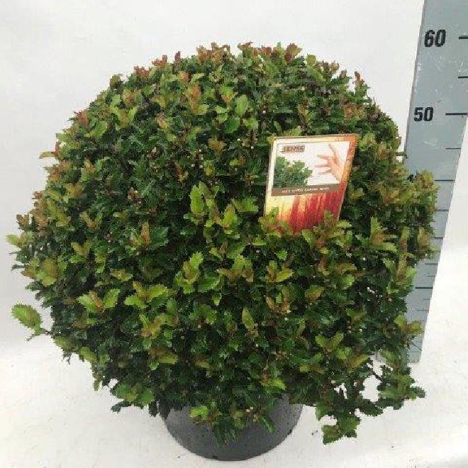Ilex meserveae 'Mondo' (Magical Little Rascal) Bolvormige DwergHulst
