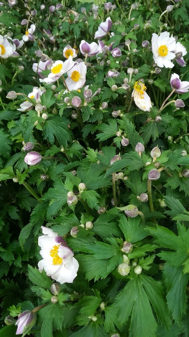 Anemone 'Elfin Swan' Japanse Anemoon