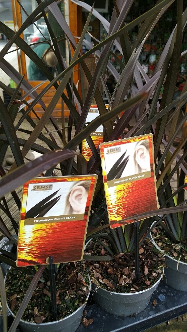 Phormium 'Platt's Black' Nieuw Zeelands Vlas