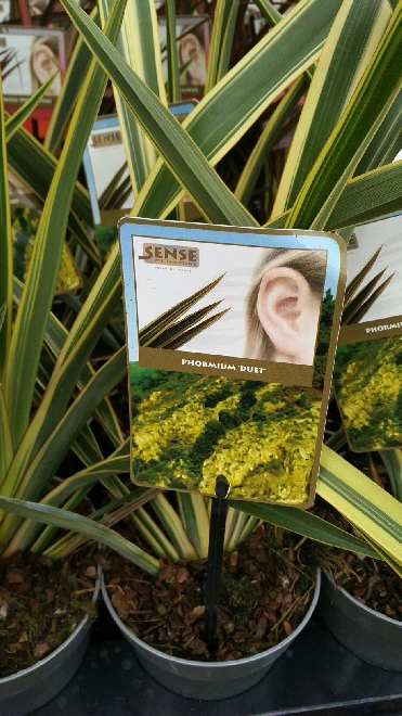 Phormium 'Duet' Nieuw Zeelands Vlas