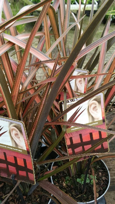Phormium 'Pink Panther' Nieuw Zeelands Vlas