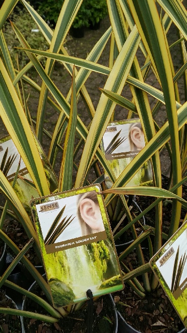 Phormium 'Golden Ray' Nieuw Zeelands Vlas