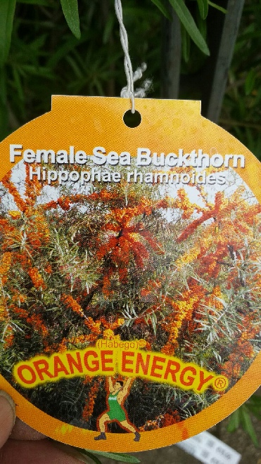 Hippophae rhamnoides 'Habego' (Orange Energy) Duindoorn - vrouwelijk