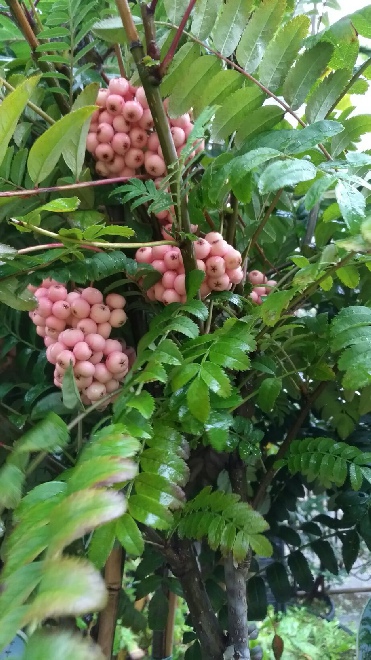 Sorbus 'Red Robin' Lijsterbes