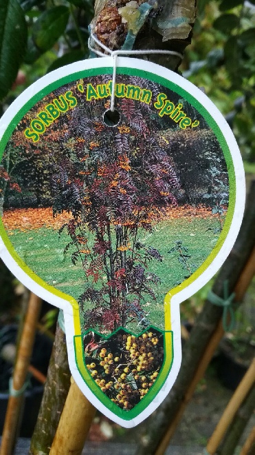 Sorbus 'Flanrock' (Autumn Spire) Lijsterbes