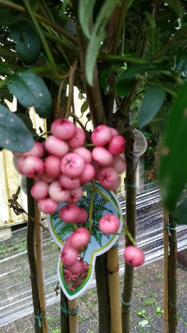 Sorbus 'Purple Magic' Lijsterbes