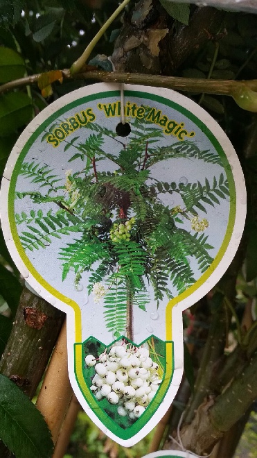 Sorbus 'White Magic' Lijsterbes