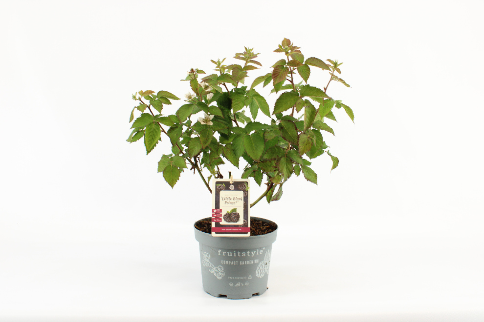 Rubus fruticosus 'Little Black Prince' LOWBERRY® Laagblijvende Zwarte Braam