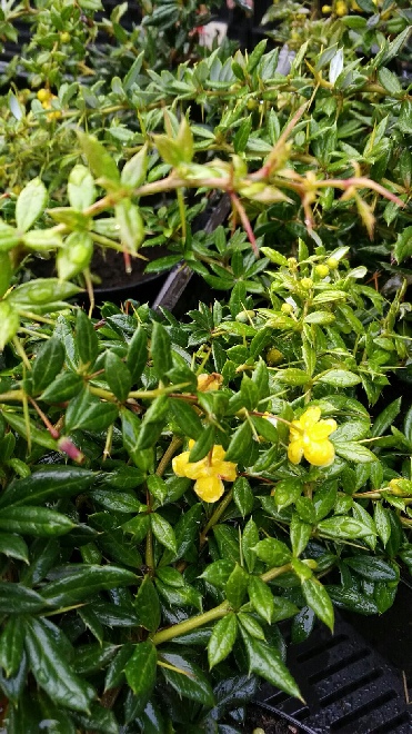 Berberis frikartii 'Amstelveen' Wintergroene Zuurbes