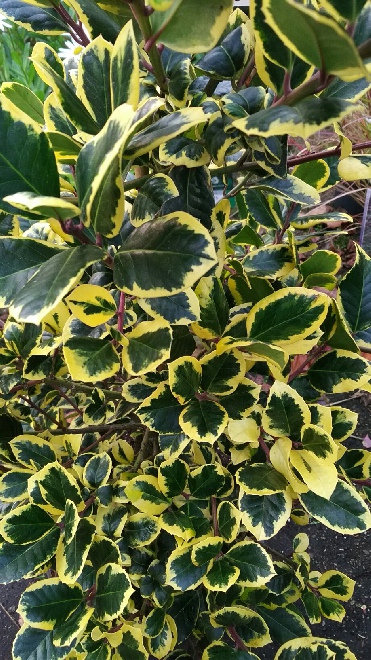 Ilex altaclerensis 'Golden King' (syn. Ilex aquifolium 'Golden King') hulst