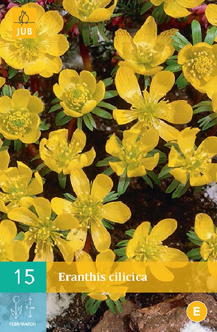 Eranthis cilicica Winterakoniet