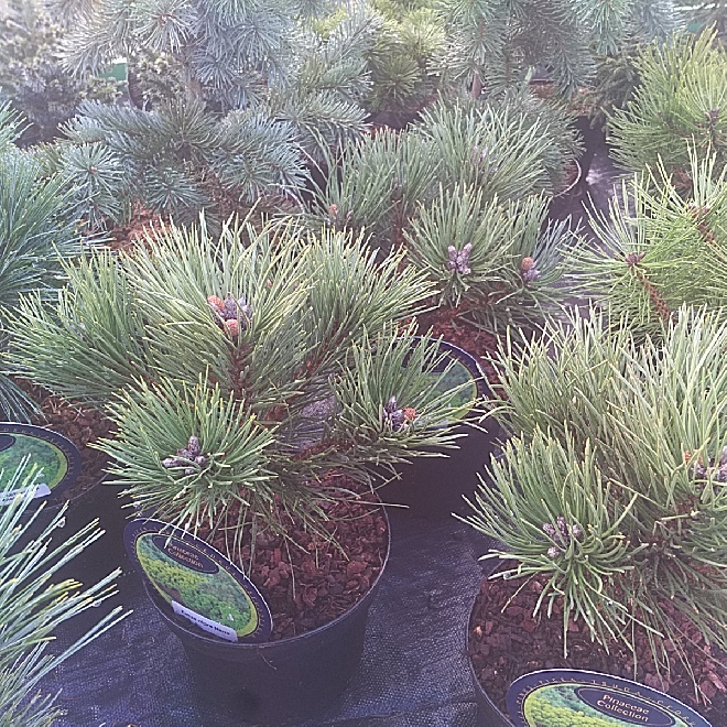 Pinus nigra 'Nana' Zwarte Den