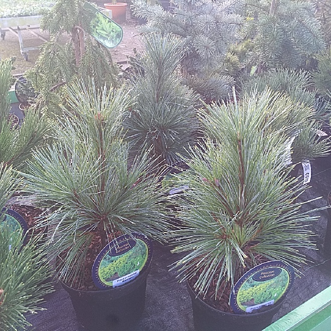 Pinus schwerinii 'Wiethorst' Witte Bergden
