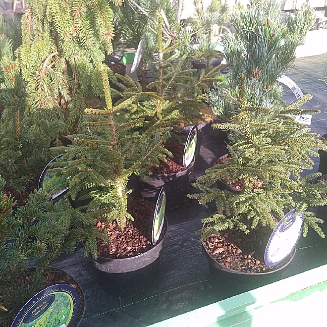 Picea orientalis 'Golden Start' Goudkleurige Spar