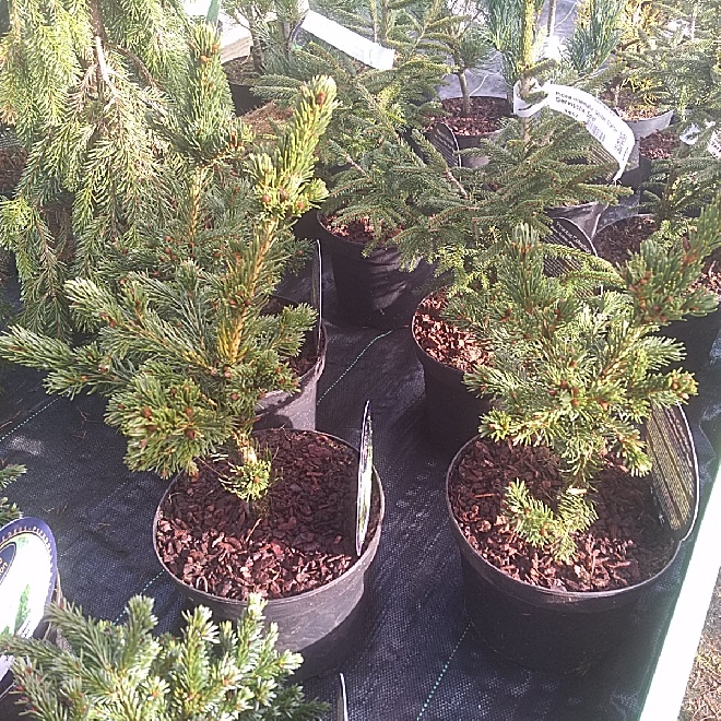 Picea pungens 'Lucky Strike' Coloradospar
