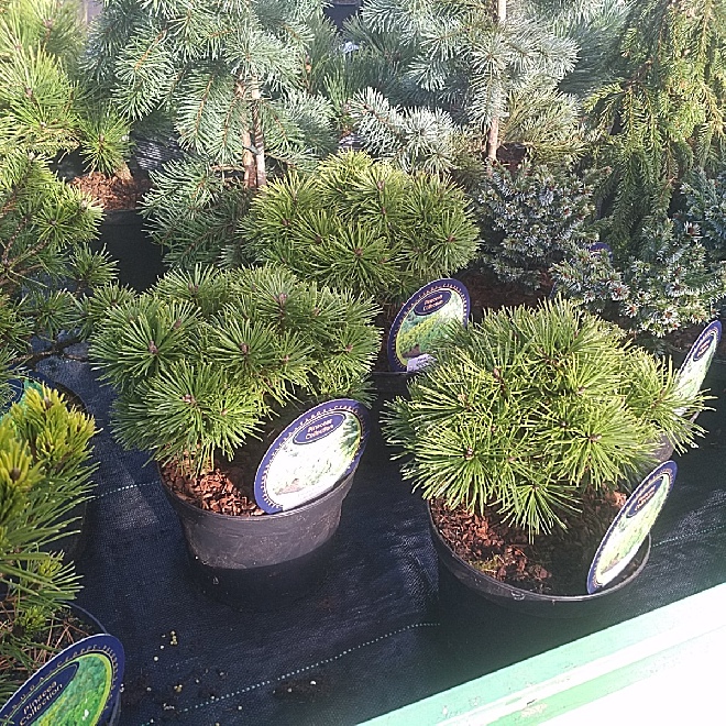 Pinus mugo 'Echiniformis' Bolvormige Bergden