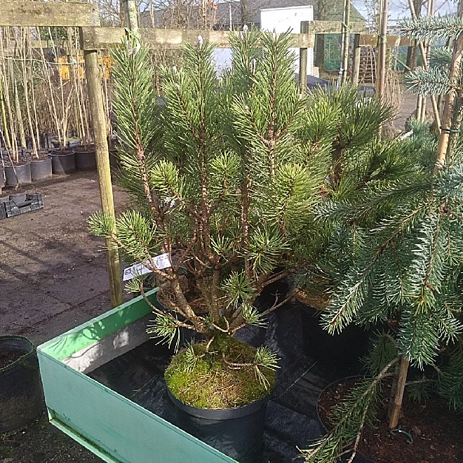 Pinus mugo 'Columbo' Smalle Bergden