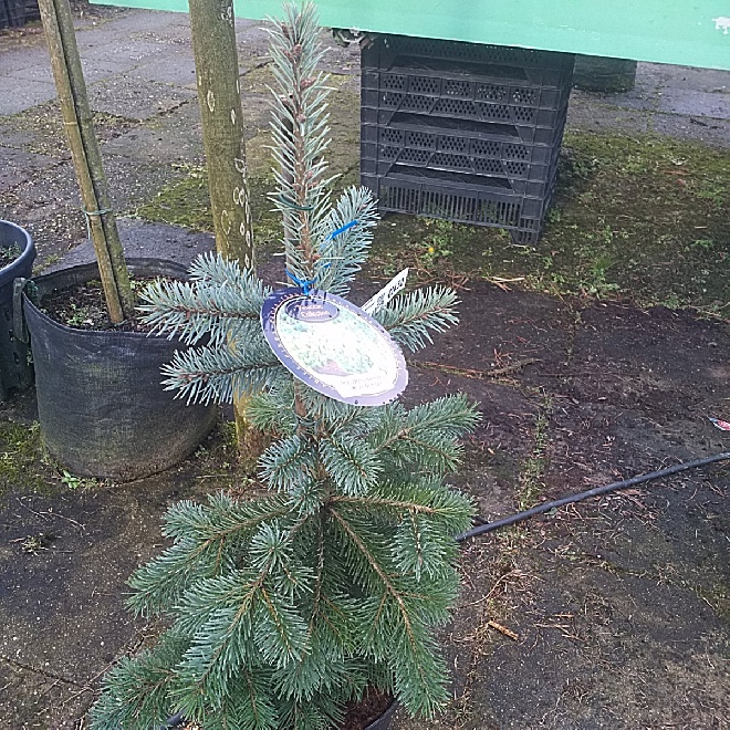 Pseudotsuga menziesii 'Blue Wonder' Blauwe Douglasspar