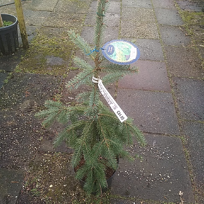 Pseudotsuga menziesii 'Glauca Pendula' Blauwe TreurDouglasspar