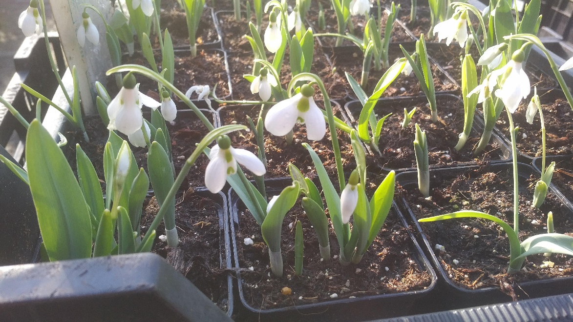 Galanthus elwesii Breedbladig Sneeuwklokje