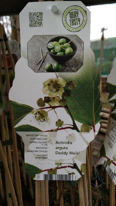 Actinidia arguta 'Weiki man' (Mannelijk Kiwiras) Mannelijk Kiwiras