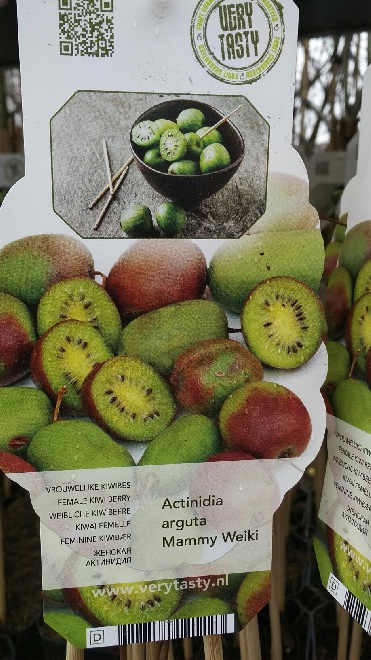 Actinidia arguta 'Weiki' (Vrouwelijk Kiwiras) Vrouwelijk Kiwiras