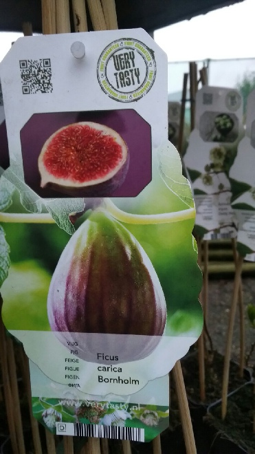 Ficus carica 'Bornholms Diamant' (syn. Ficus carica 'Bornholm')  Vijg