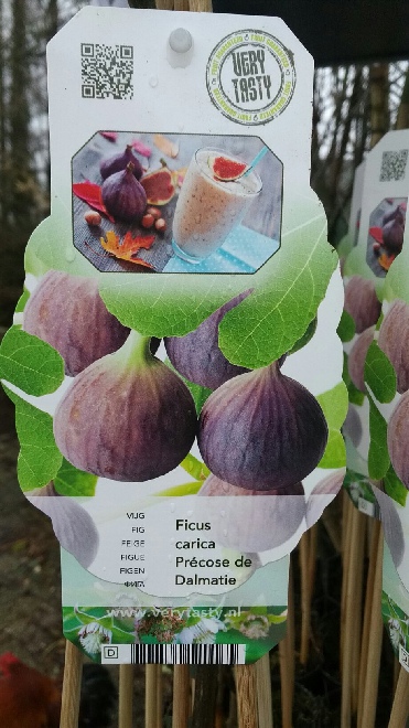 Ficus carica 'Dalmatie' Vijg
