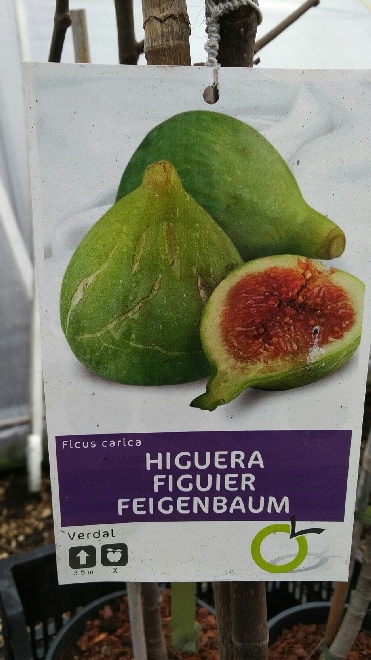 Ficus carica' Green Ischia' Vijg