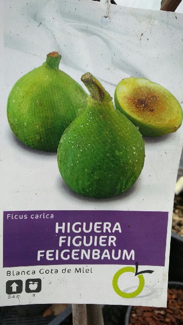 Ficus carica' Pingo de Mel' Vijg