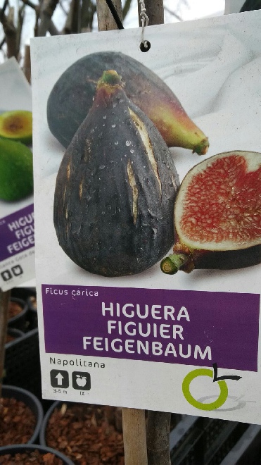 Ficus carica 'Napolitana' Vijg