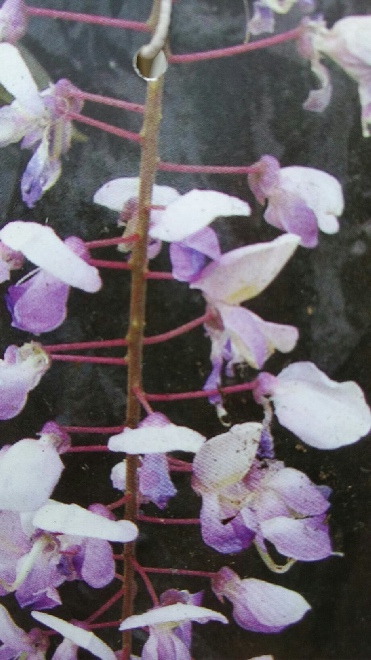 Wisteria sinensis 'Texas Purple'  Blauwe Regen