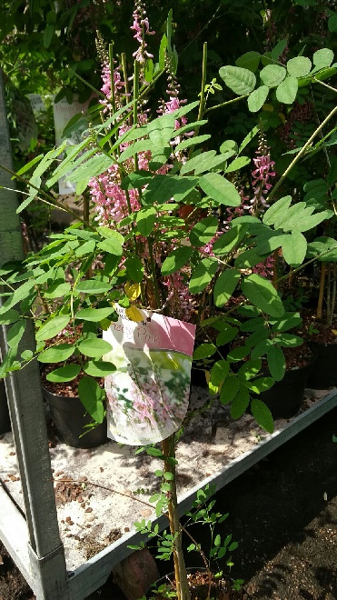 Indigofera amblyantha 'Pretty Pink' 