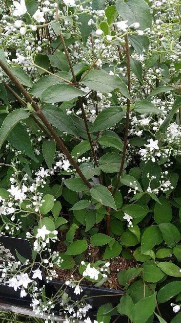 Deutzia setchuenensis 'Magical Silver Star' Bruidsbloem