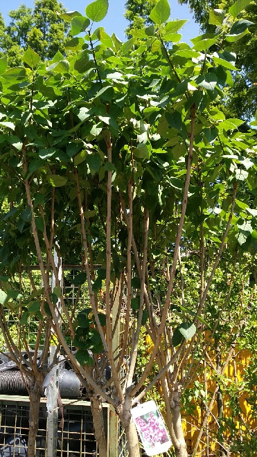 Syringa vulgaris 'Michel Buchner' Sering