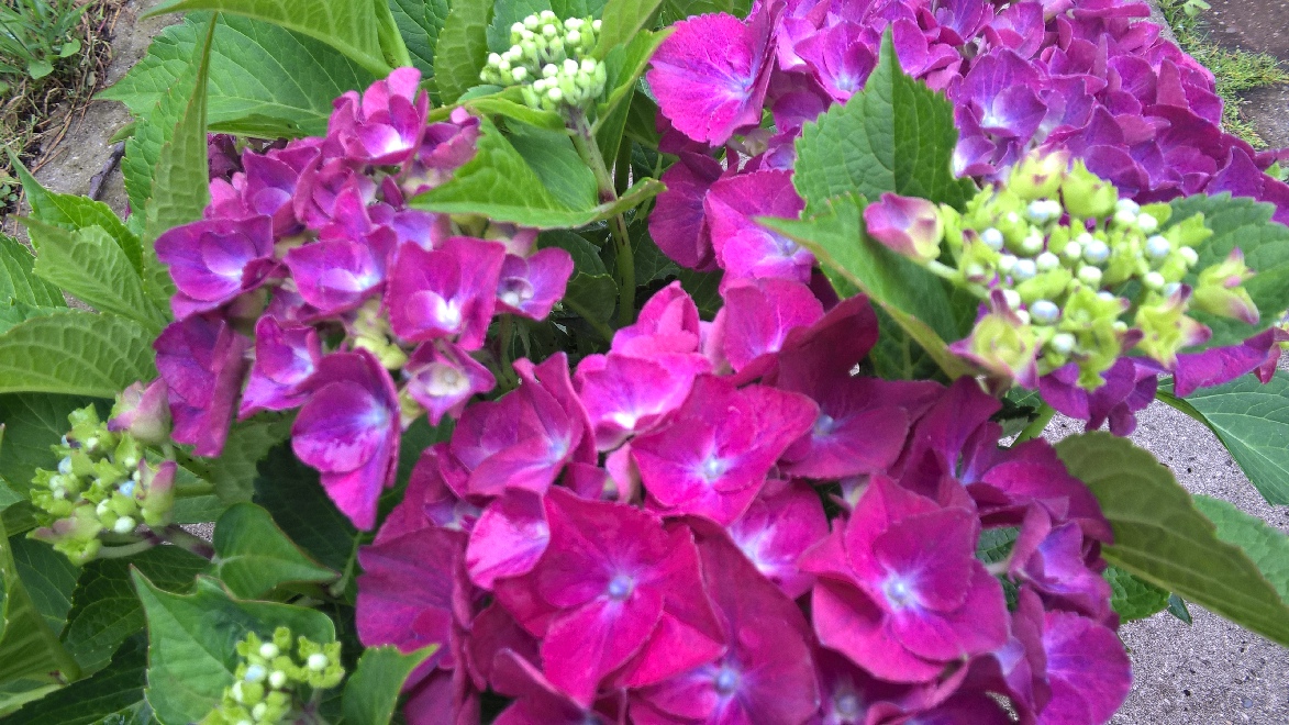 Hydrangea macrophylla 'HBASPRED' ( Speedy Red) Hortensia