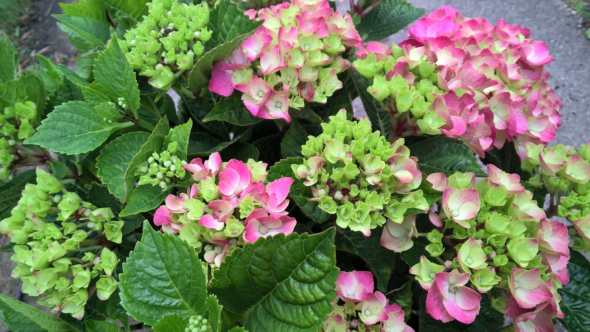 Hydrangea macrophylla 'Ningbo' (syn. Hydrangea macrophylla 'Ningbo Pink') HovariaÂ® Hortensia
