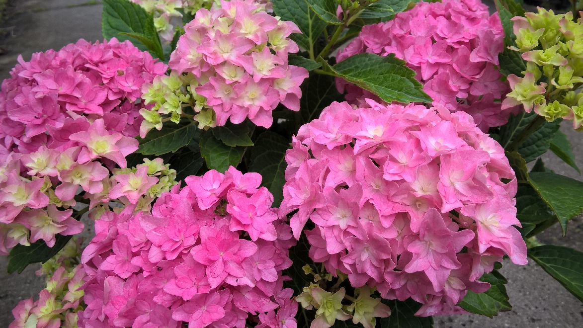 Hydrangea macrophylla  'RoCo On The Double' (Hydrangea macrophylla 'On The Double') HovariaÂ® Hortensia