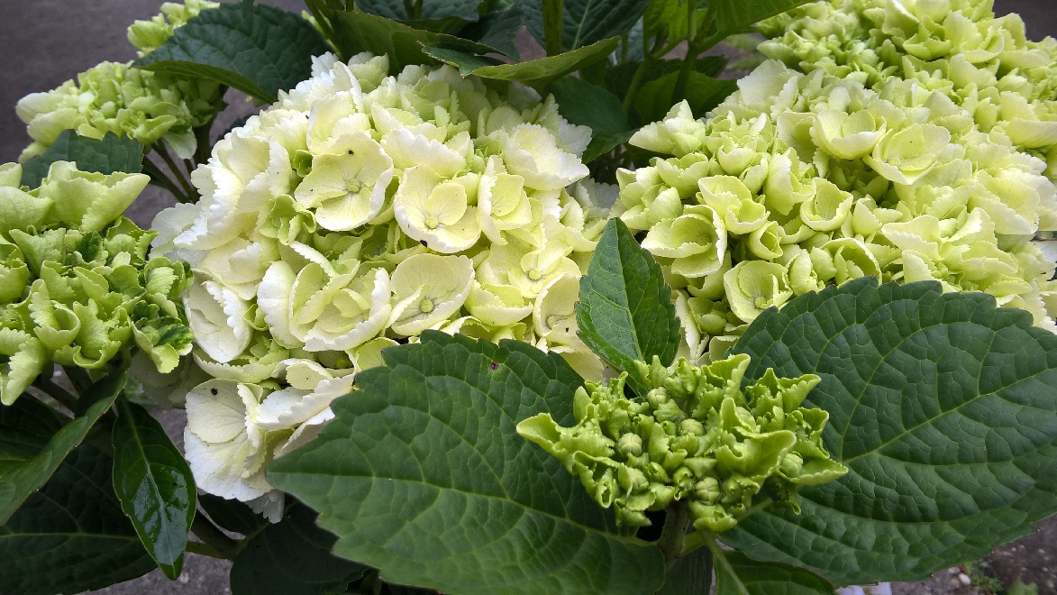 Hydrangea macrophylla 'HBA215909' (Ice Girl) Hortensia
