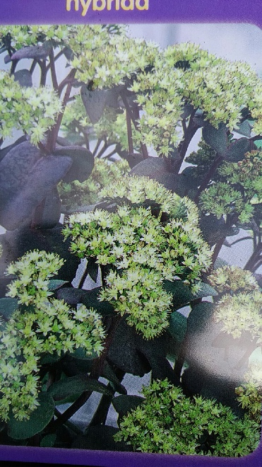 Sedum 'Eline' 