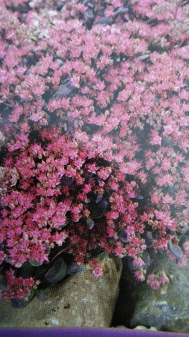 Sedum 'Dazzleberry' Vetkruid